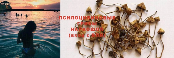 гидра Белокуриха